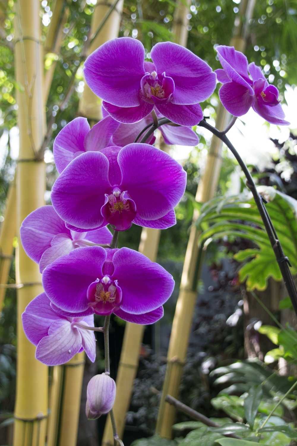 Indoor Orchid Care For Beginners The Contented Plant