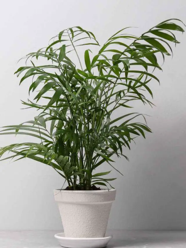 Majesty Palm Care Guide The Contented Plant