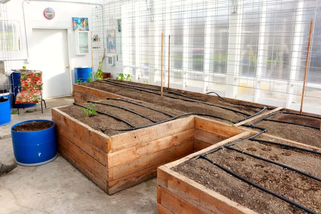 raised beds in Greenhouse