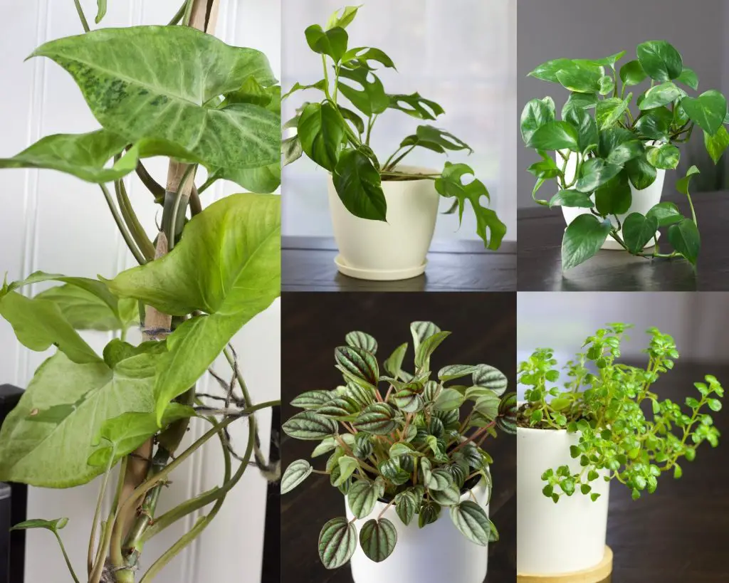 houseplant collage