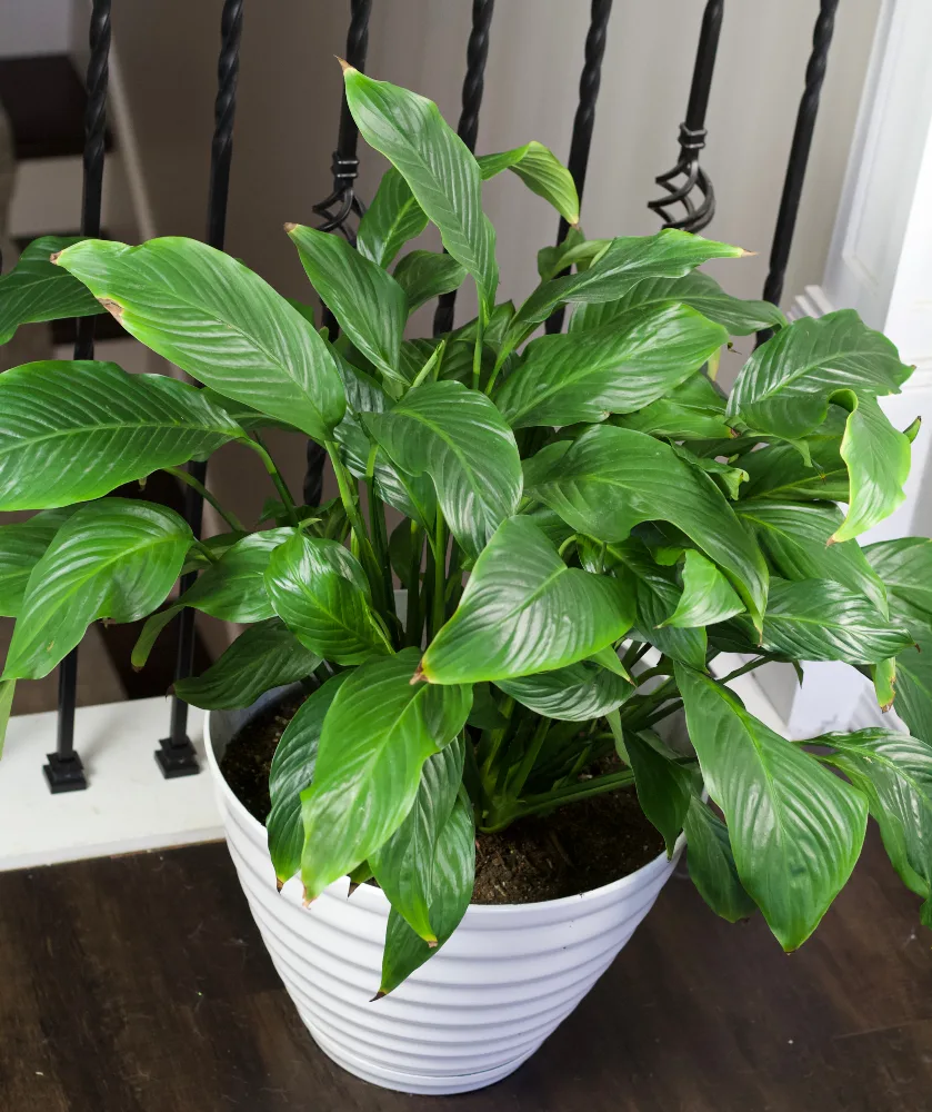 Spathiphyllum