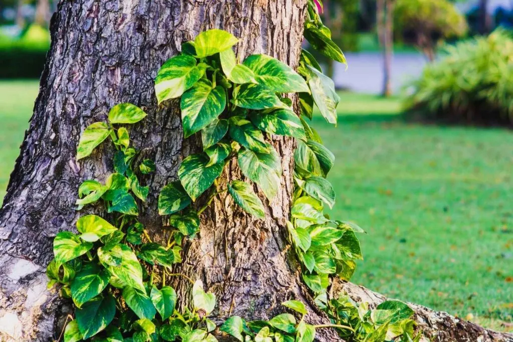 pothos growing up a tree outdoors