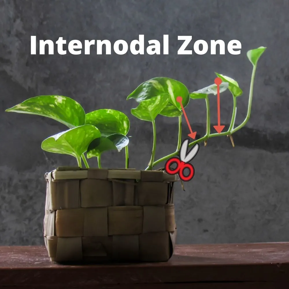 Cut your stem in the internodal zone