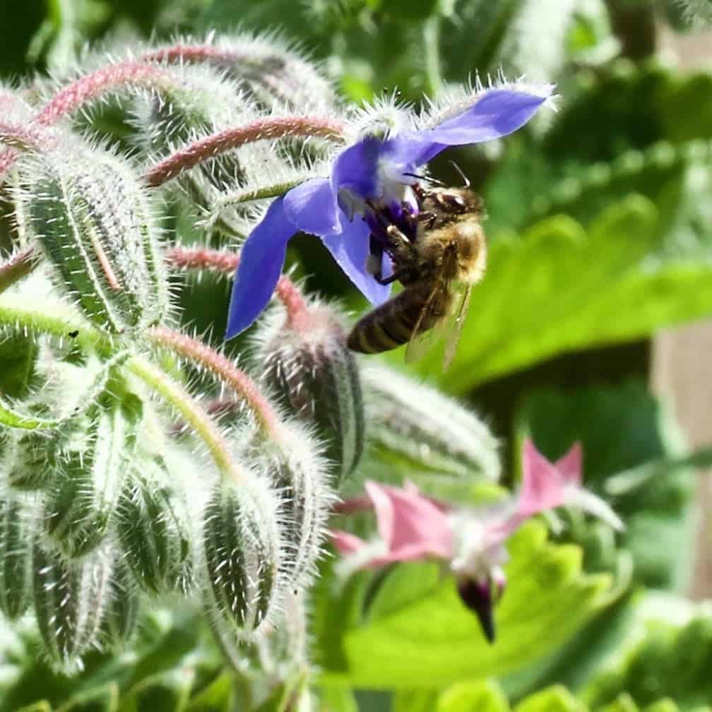 Bee pollinating borage