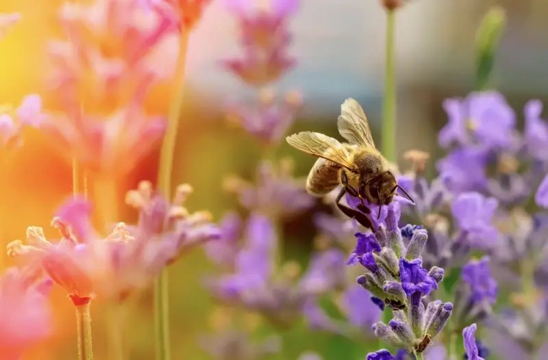 Honey Bee ion Lavender flower.
