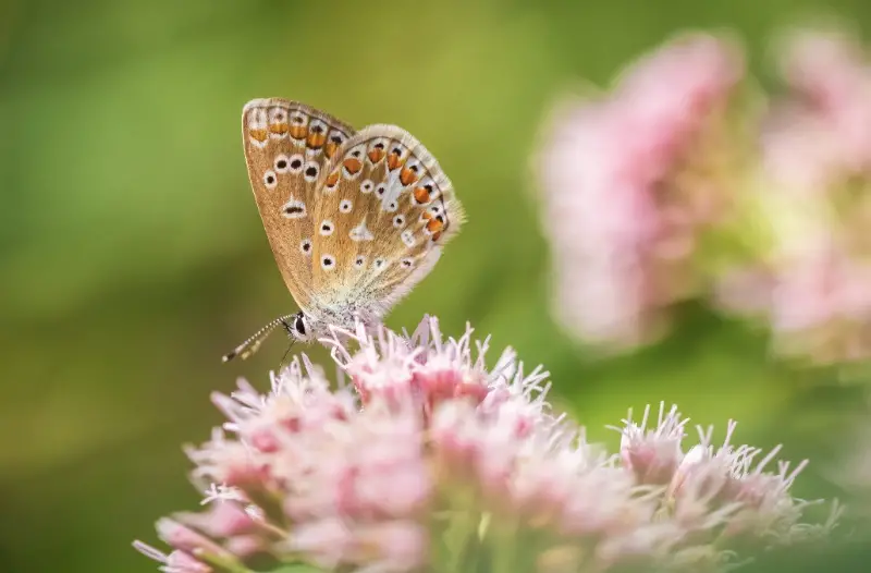 Butterfly pollinating