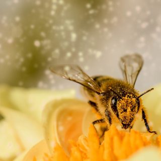 Honey bee in pollen