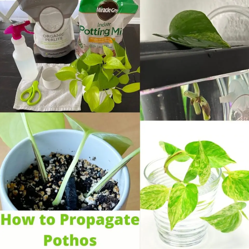 How to Propagate Pothos Plants - The Contented Plant