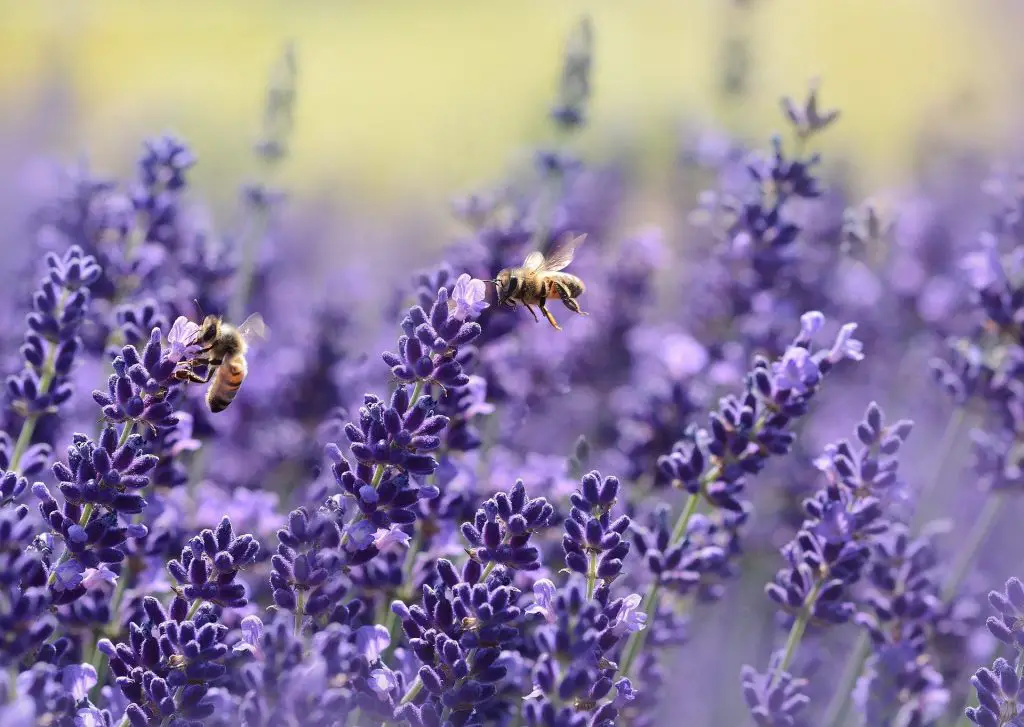 Bees pollinating the Lavender flowers