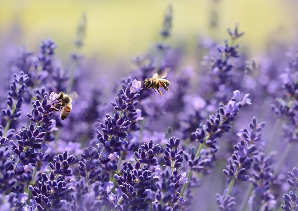 Bees pollinating the Lavender flowers