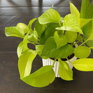 Three Stunning Easy Care Pothos Varieties - The Contented Plant