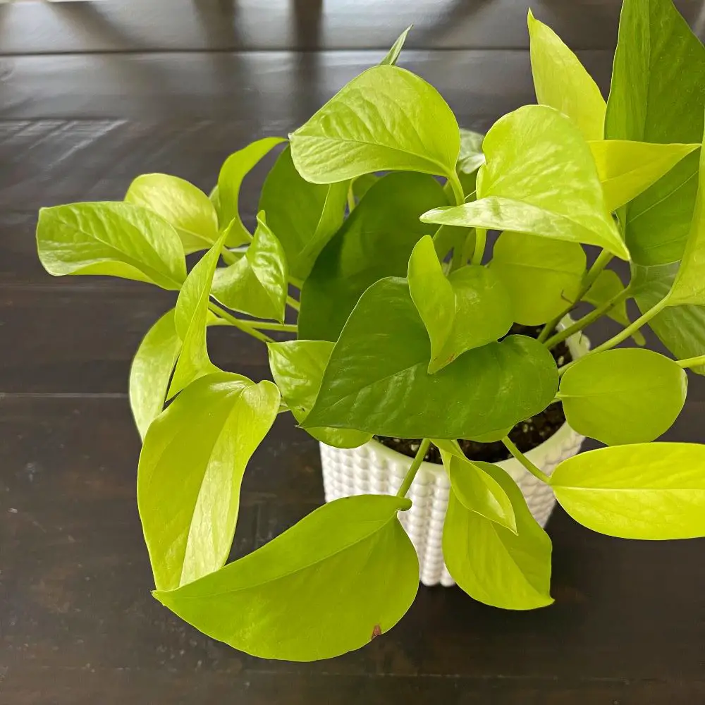 neon pothos