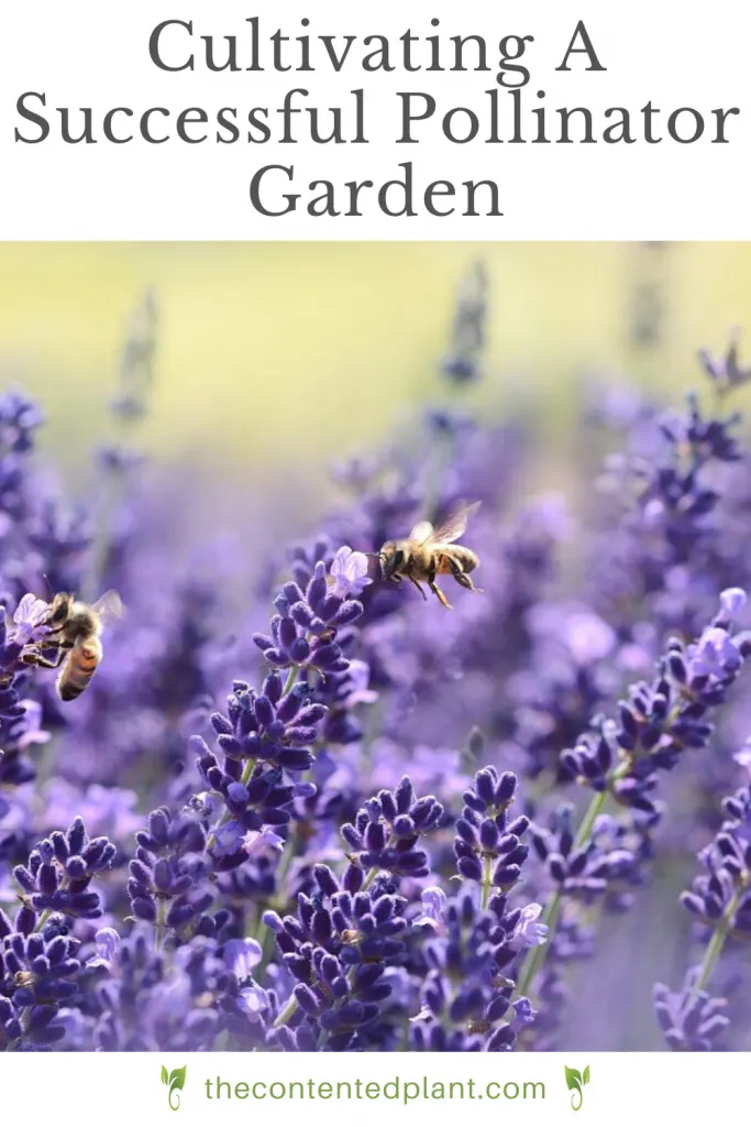 Cultivating a successful pollinator garden-pin image