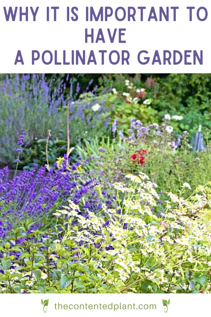 Why it is important to have a pollinator garden-pin image