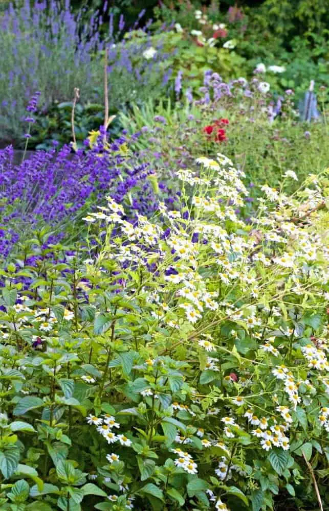 Pollinator gardens like this have a variety of herbs and flowers