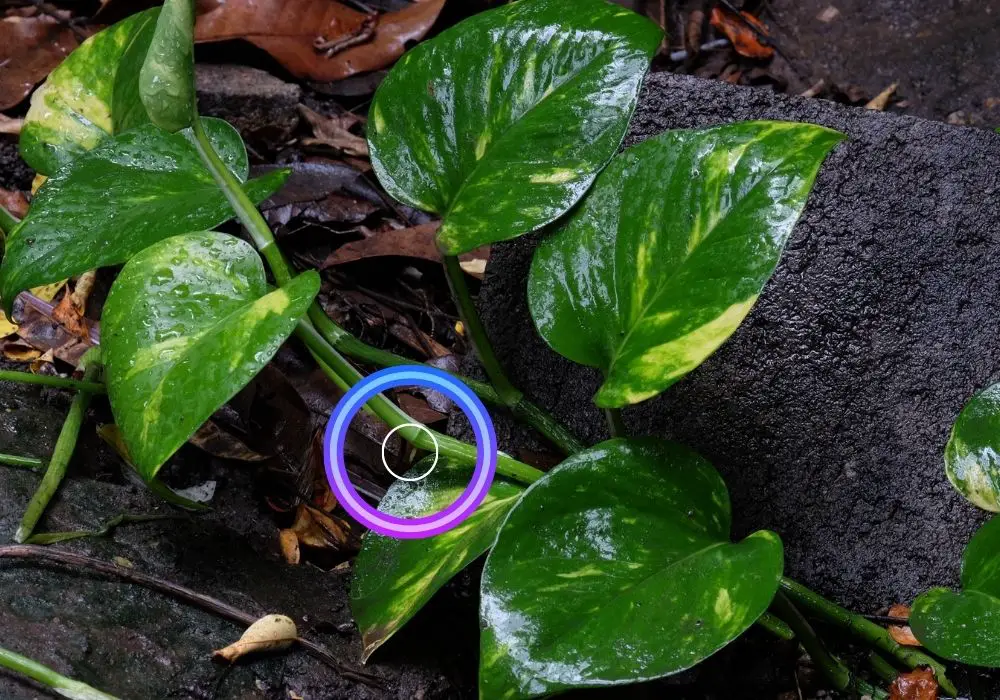 Pothos node and root nub