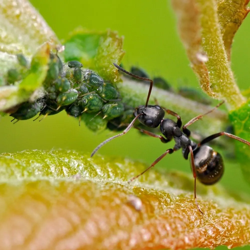 hearder ant with aphids on stem