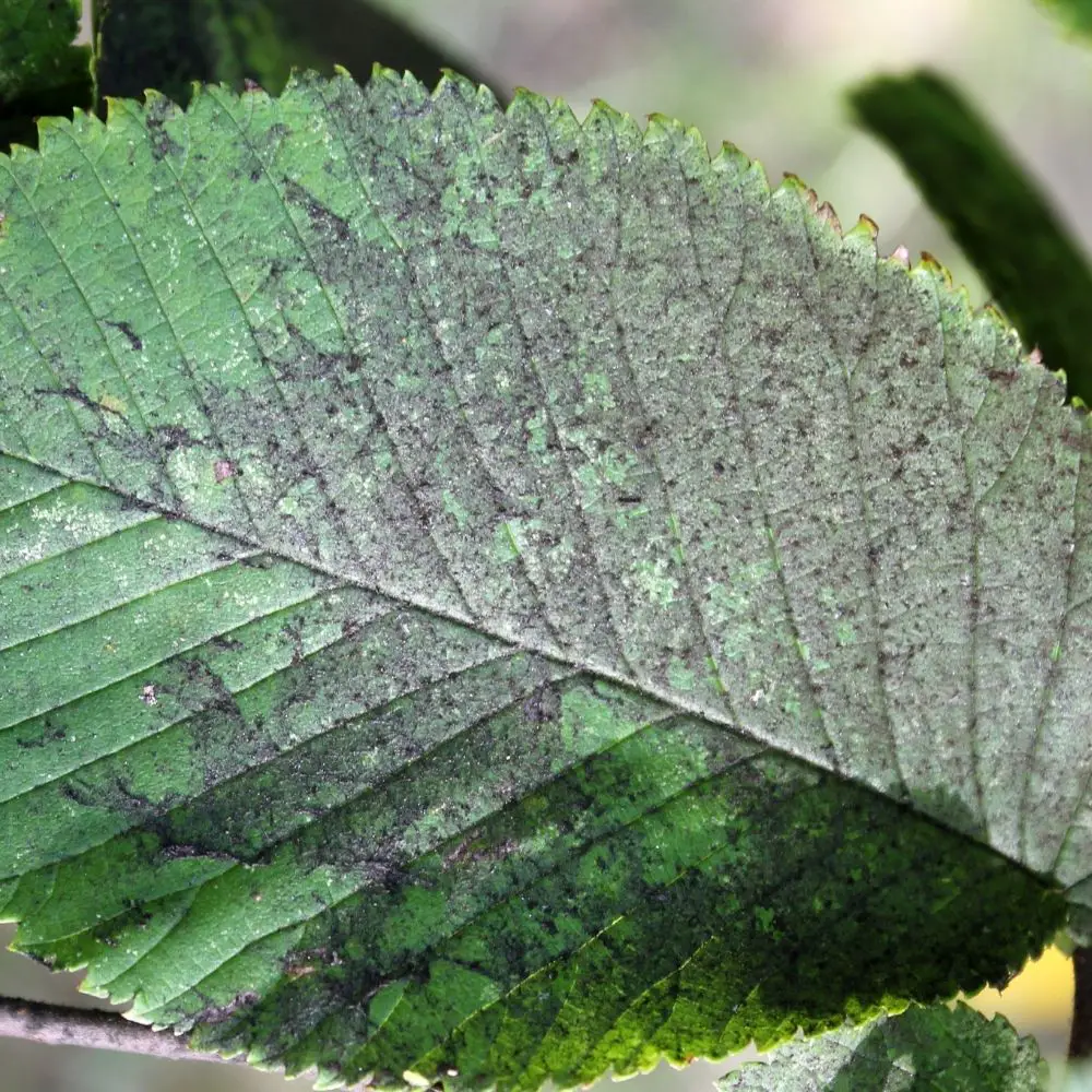 sooty mold on leaf
