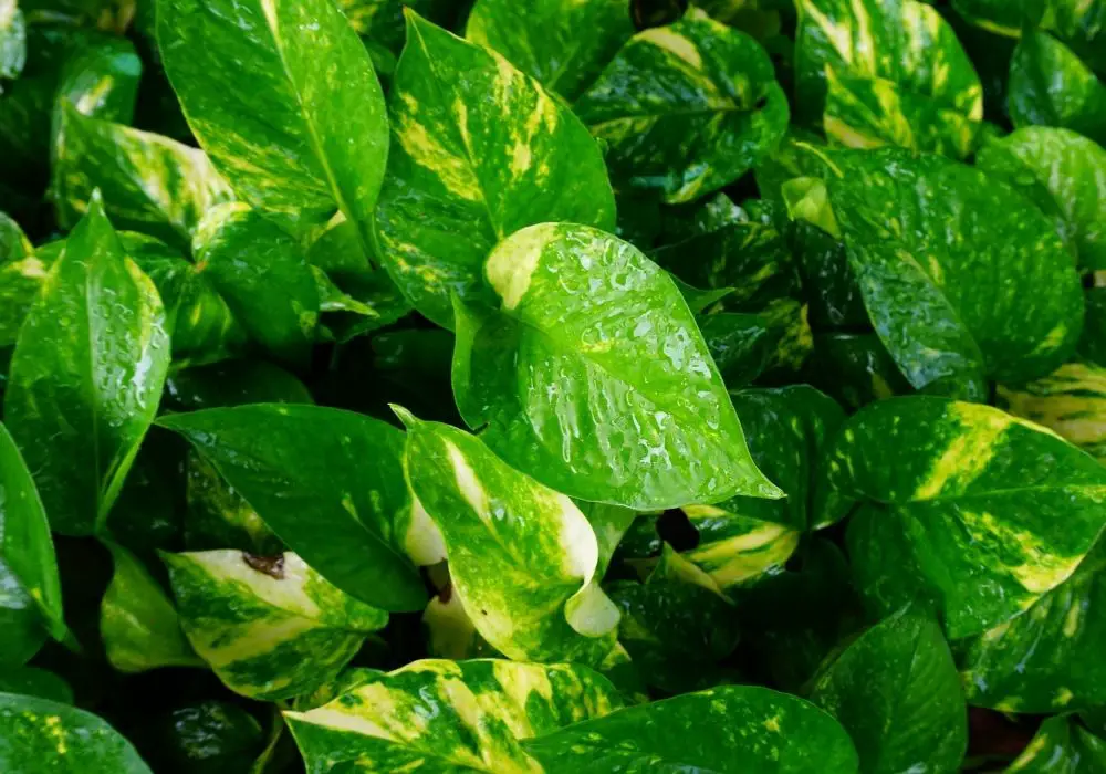 Golden Pothos leaves close up