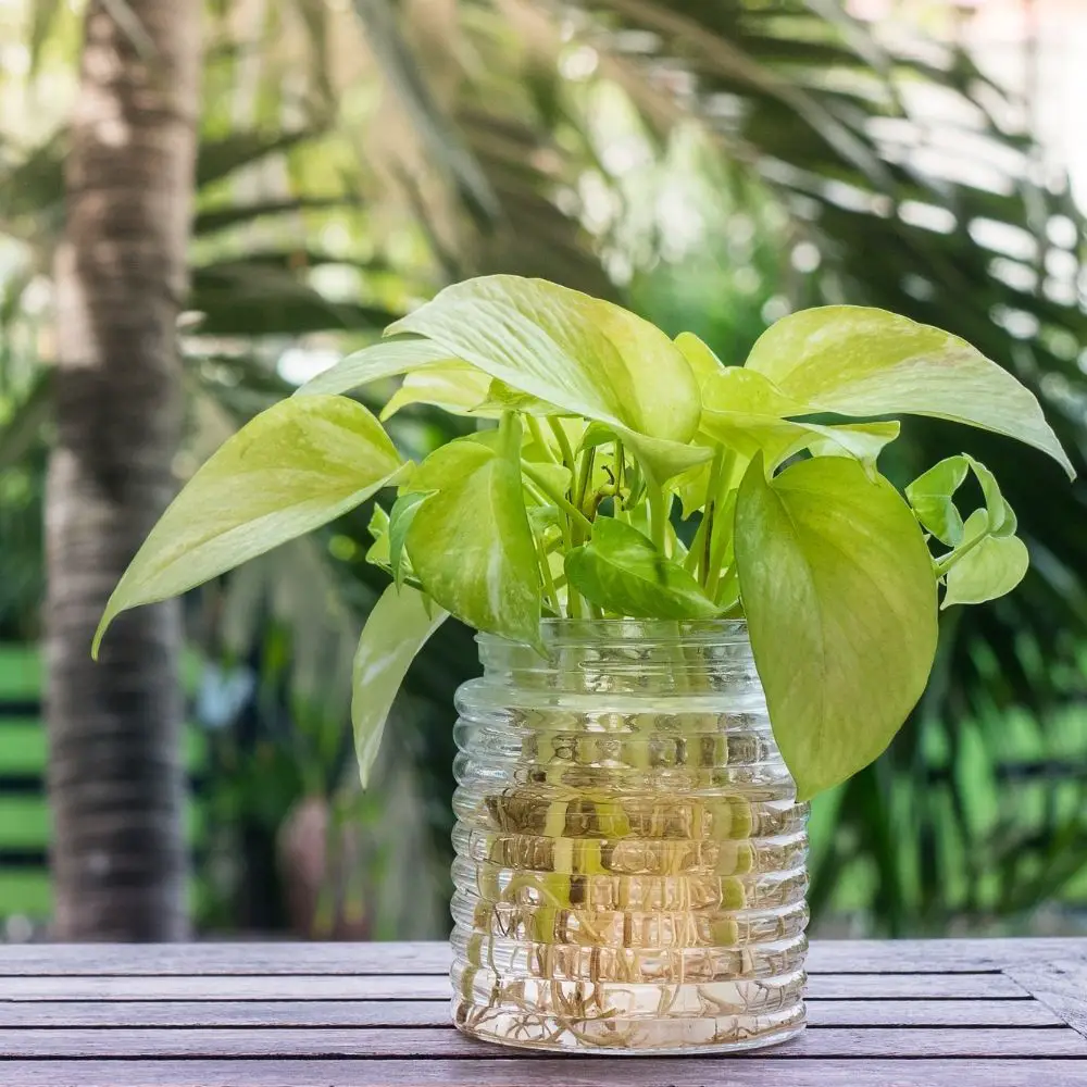 neon pothos cuttings in a jar