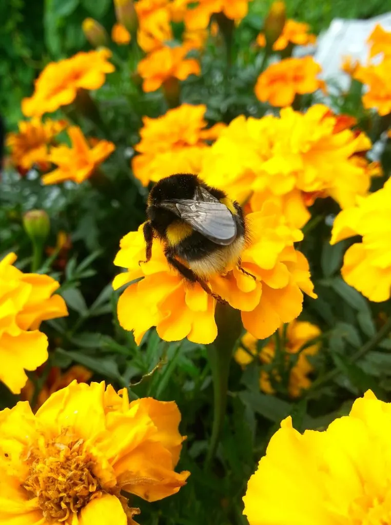 Bumble Bee in the Marigold Flowers
