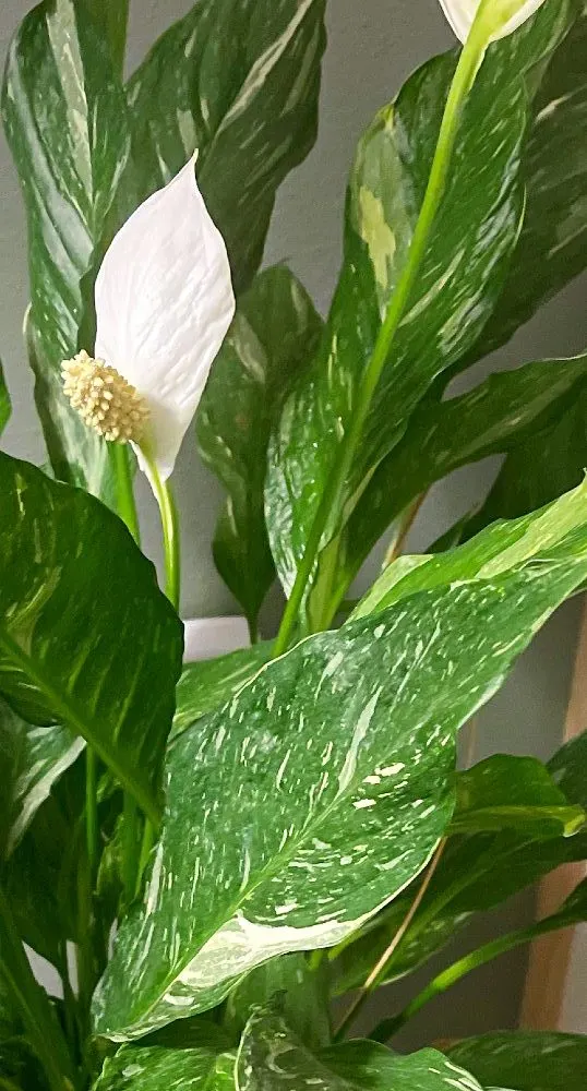 Spathiphyllum Domino leaf detail-pin