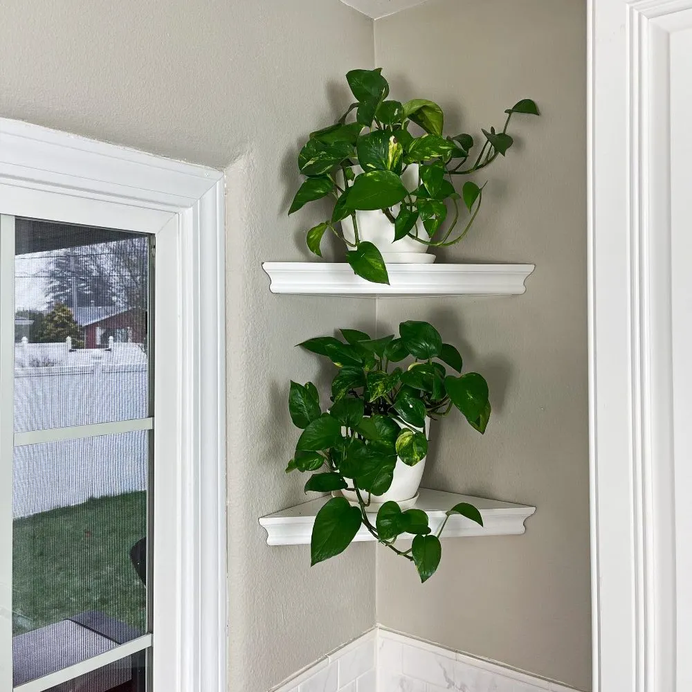 Golden pothos trailing from kitchen shelves