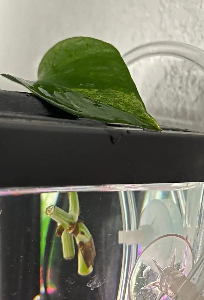 golden Pothos node in fish tank