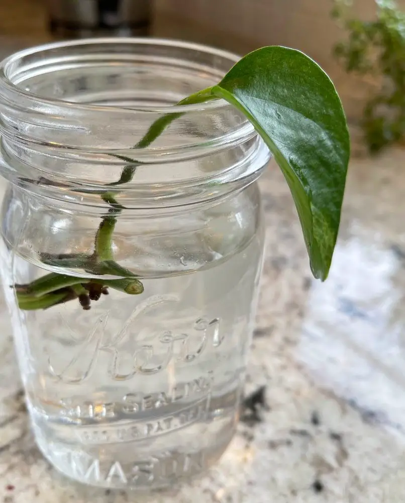 plant node in mason jar with water.