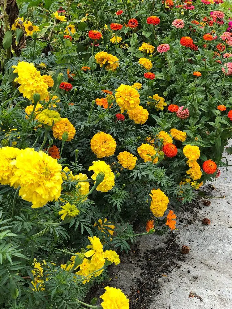 marigolds and zinnias