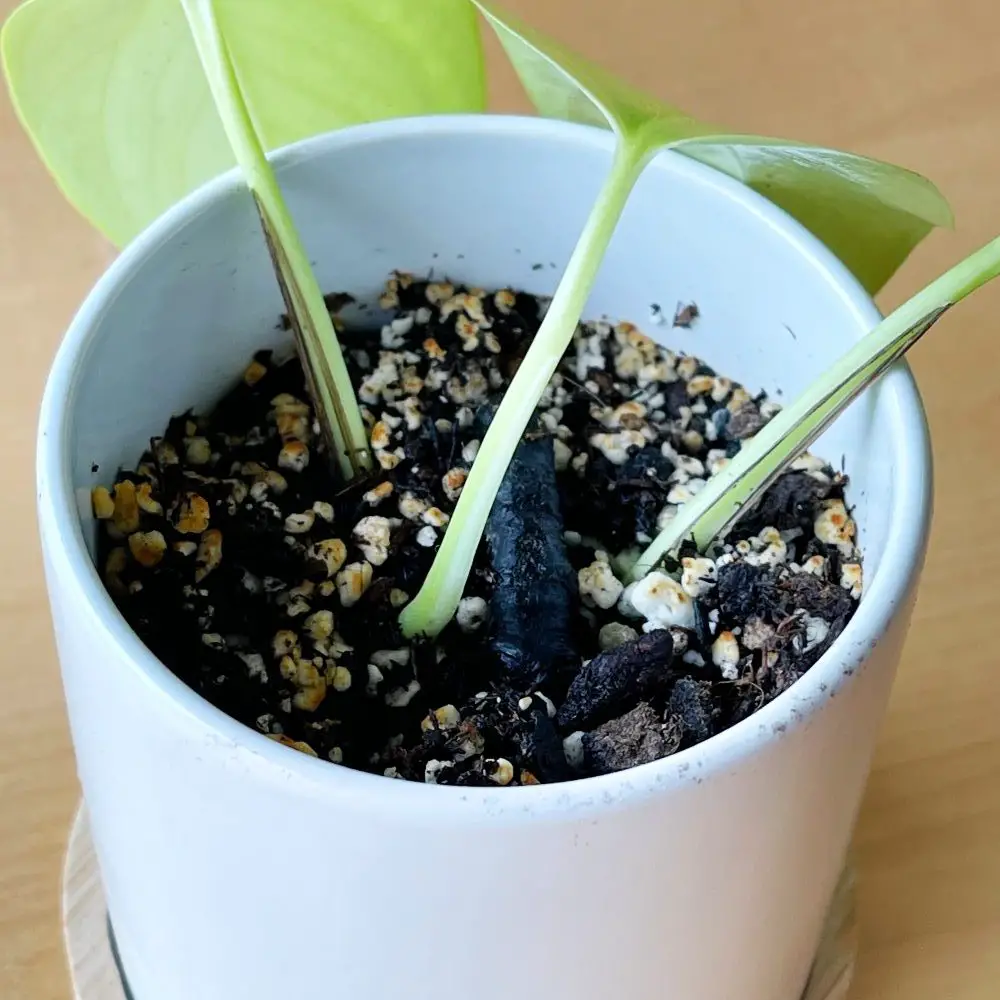 Neon Pothos cuttings in soil