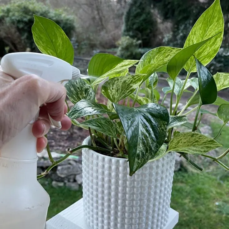 spraying Pothos with DIY Pesticide soap