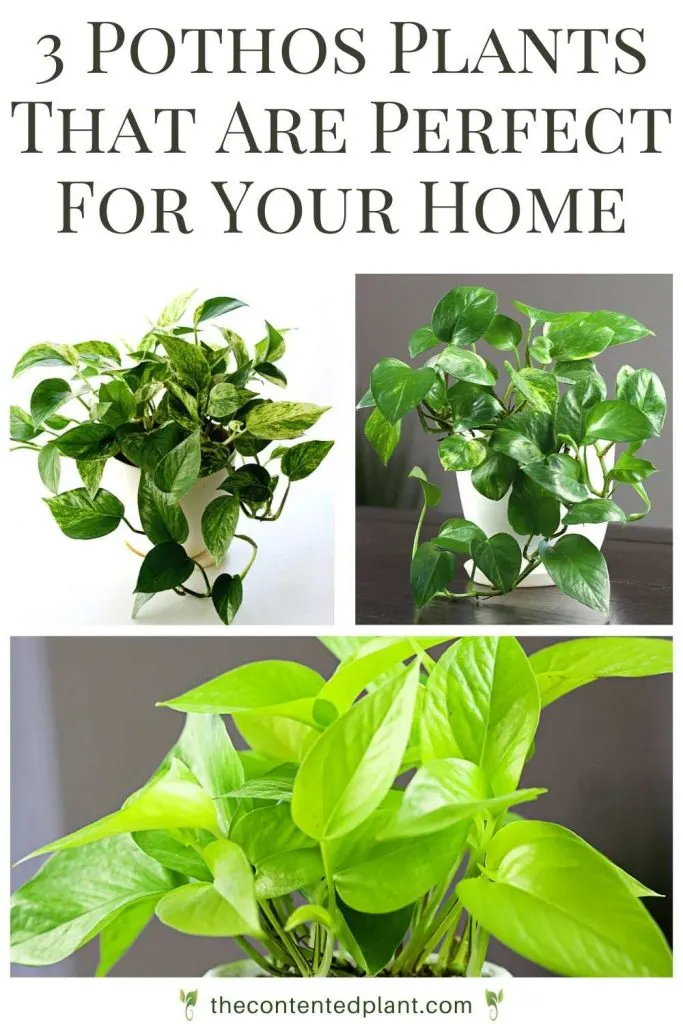 3 pothos varieties