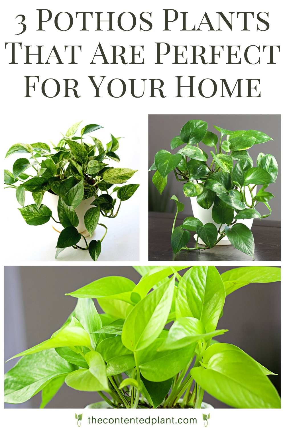 Three Stunning Easy Care Pothos Varieties