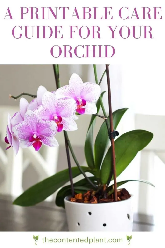A printable care guide for your orchid-pin image