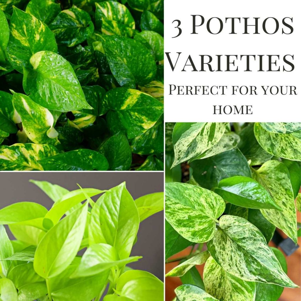3 pothos varieties perfect for your home-collage