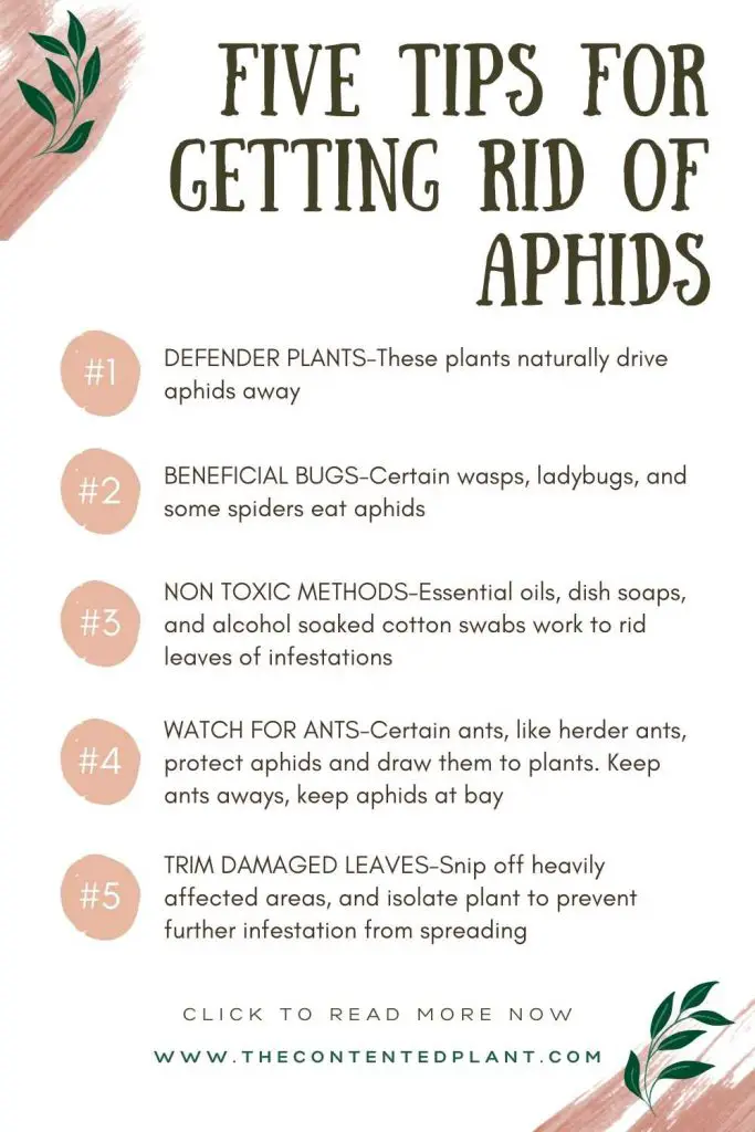 Five tips for getting rid of aphids-info pin image