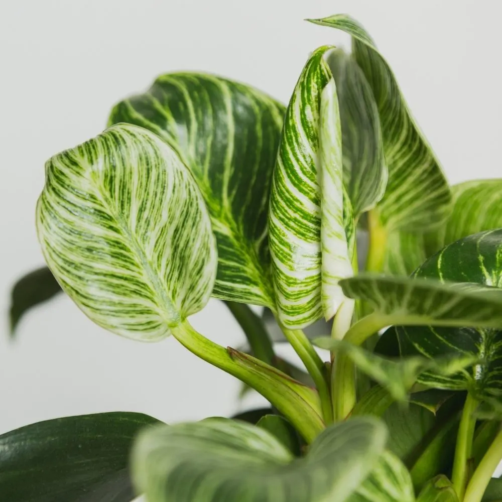 philodendron birkin-close up