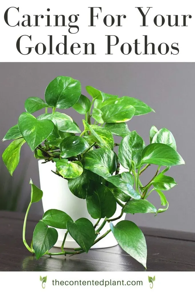 Caring for your golden Pothos
