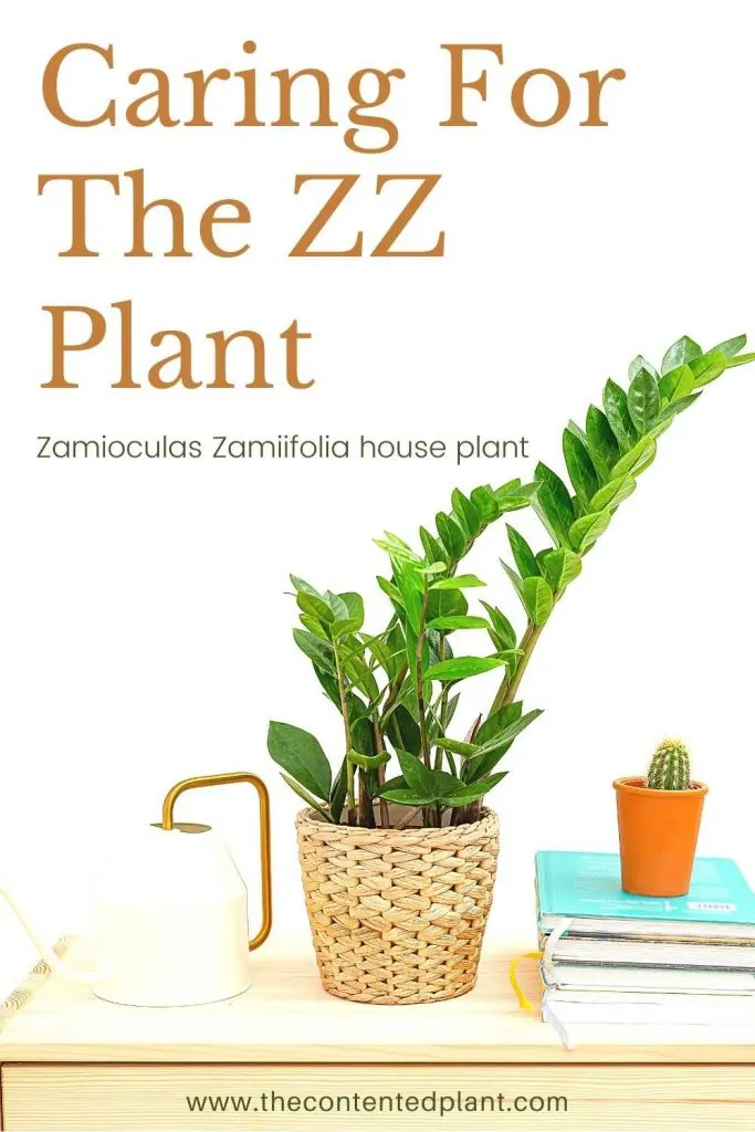 Caring for the ZZ plant-pin image