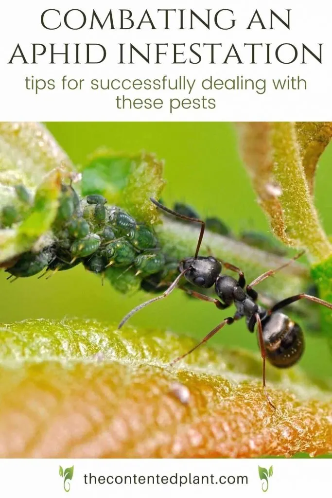 combating an aphid infestation