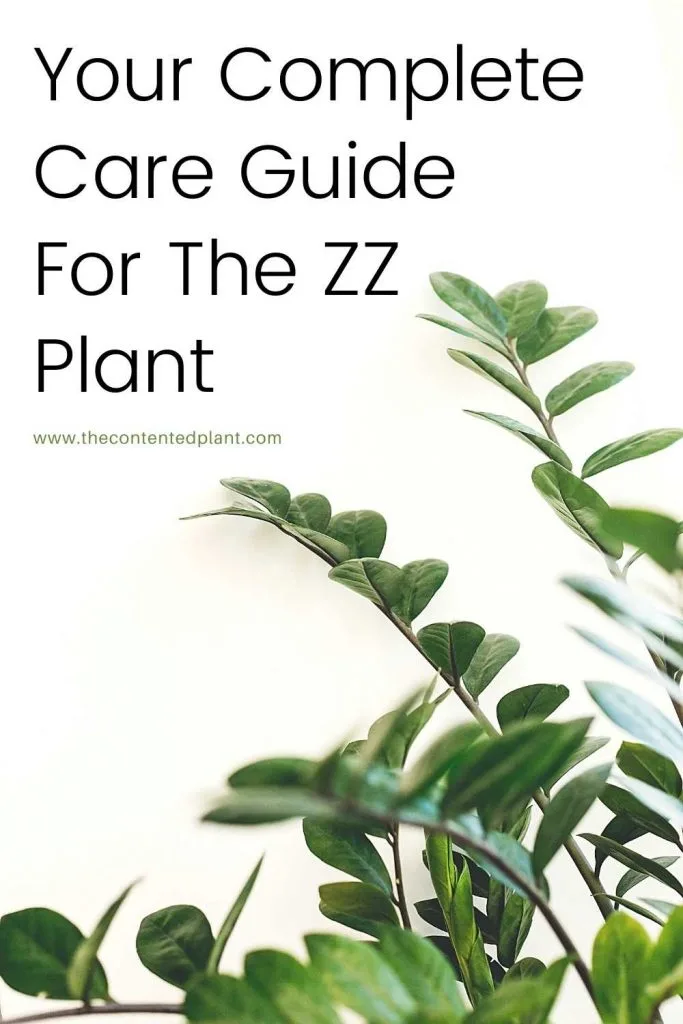 Your complete care guide for the zz plant-pin image