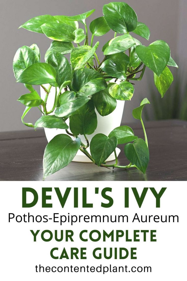 PothosEpipremnum aureum(Devils Ivy) The Contented Plant