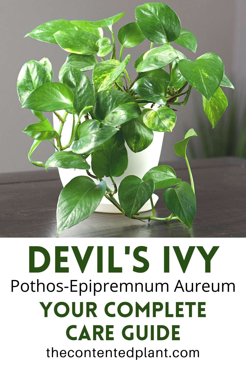 PothosEpipremnum aureum(Devils Ivy) The Contented Plant