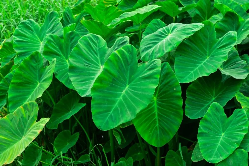 patch of elephant ears