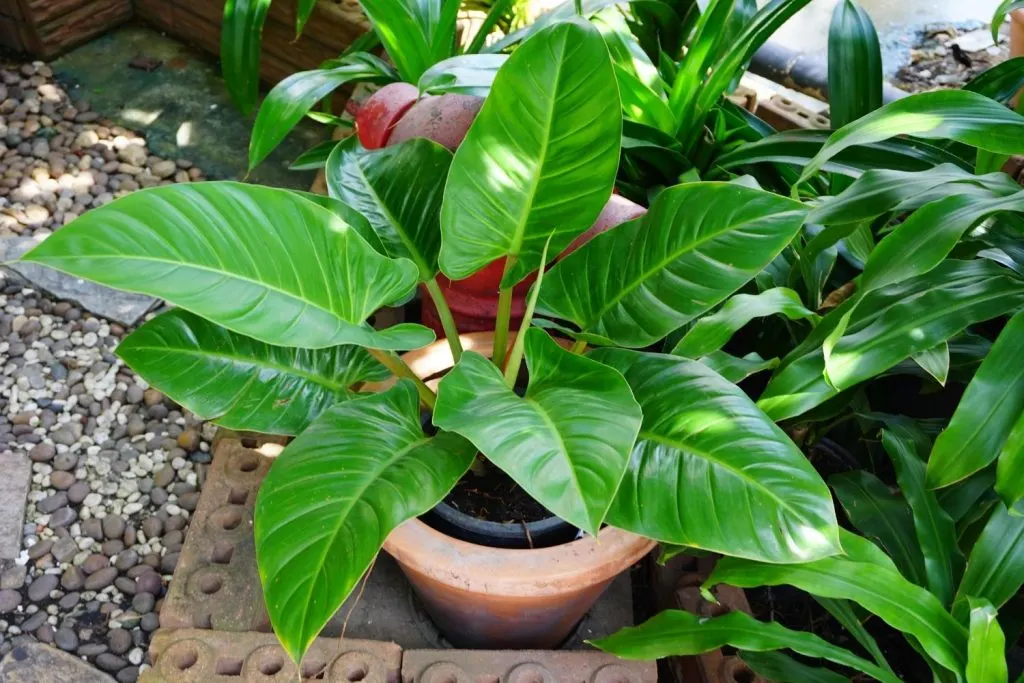 potted elephant ear