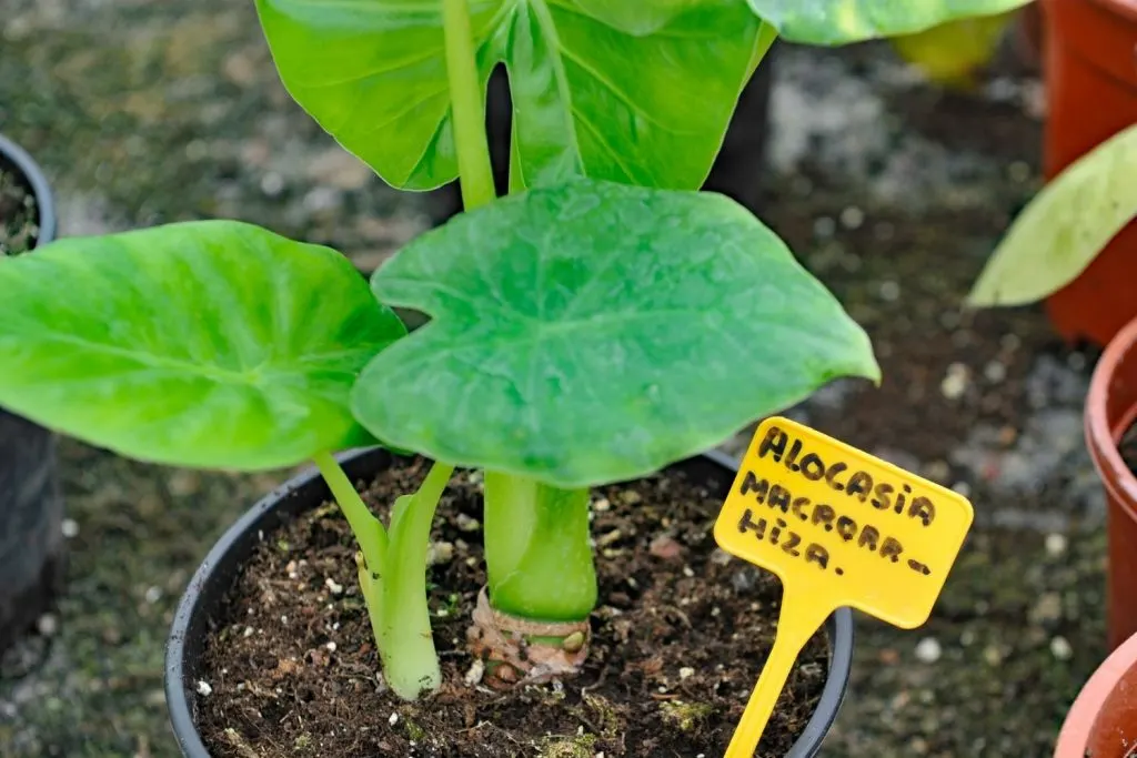 Elephant Ear starts