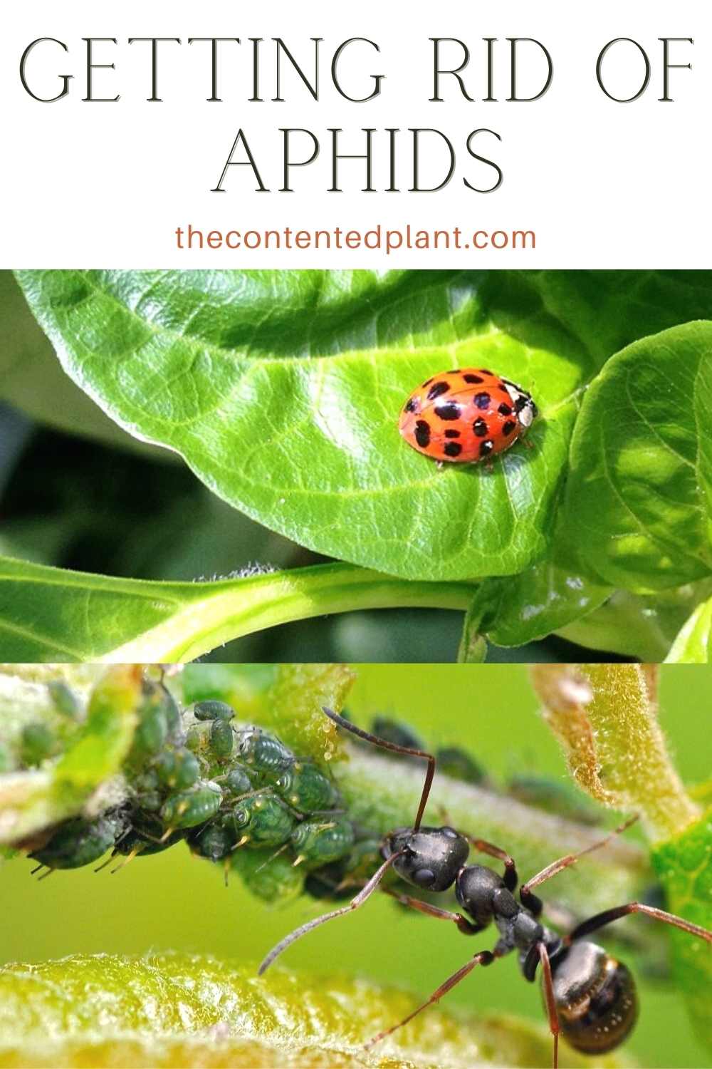 How to get rid of Aphids - The Contented Plant