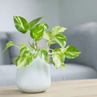 golden pothos on a table