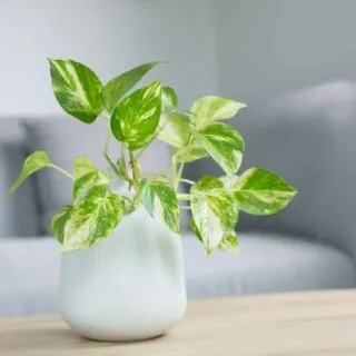 golden pothos on a table